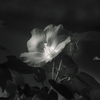 季節のお花達_68