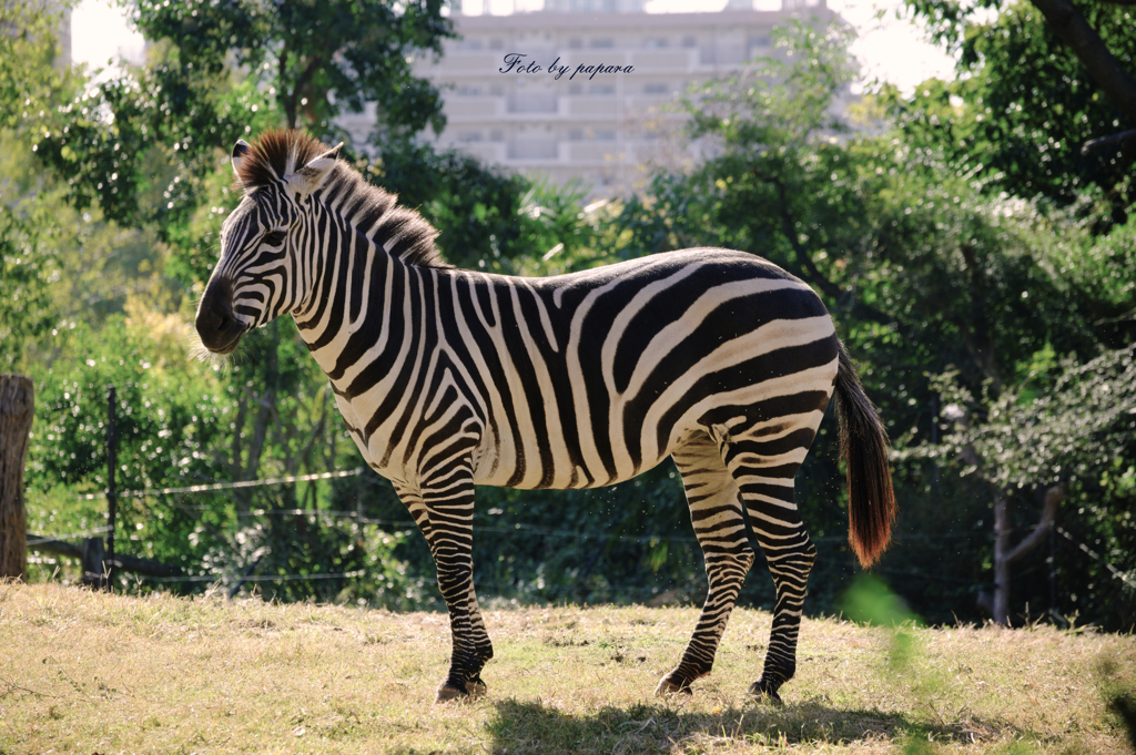 天王寺動物園からのお便り＿71