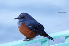 リンクウ公園の鳥たち_05