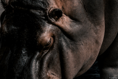 天王寺動物園からのお便り_153