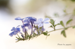 季節のお花達_171
