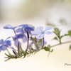 季節のお花達_171