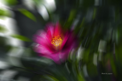 季節のお花達_112