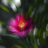 季節のお花達_112