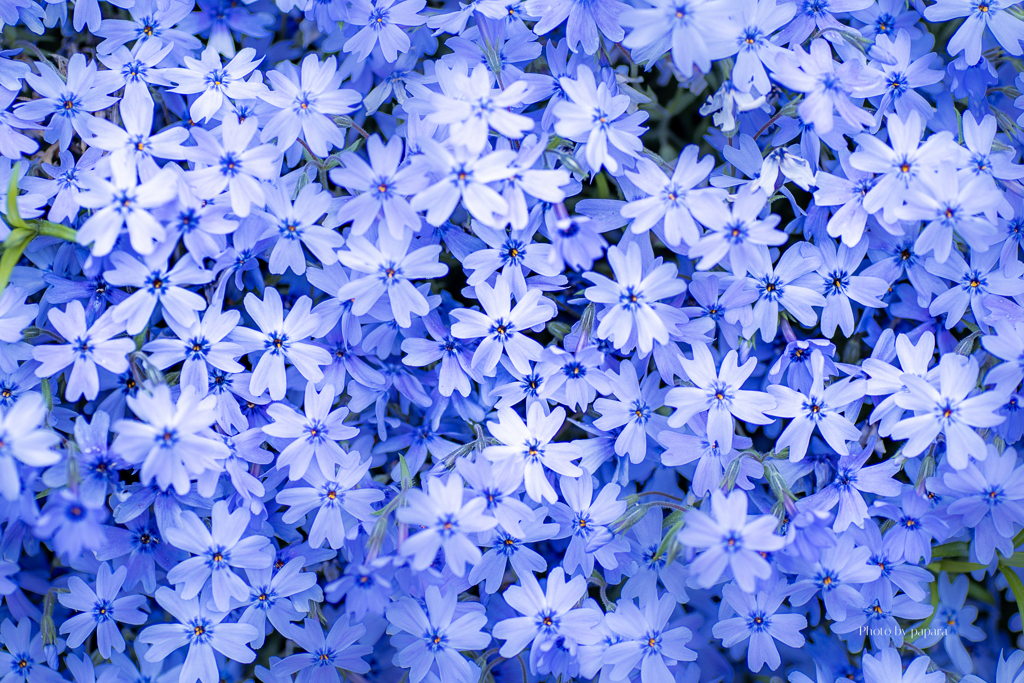 季節のお花達_143