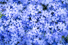 季節のお花達_143