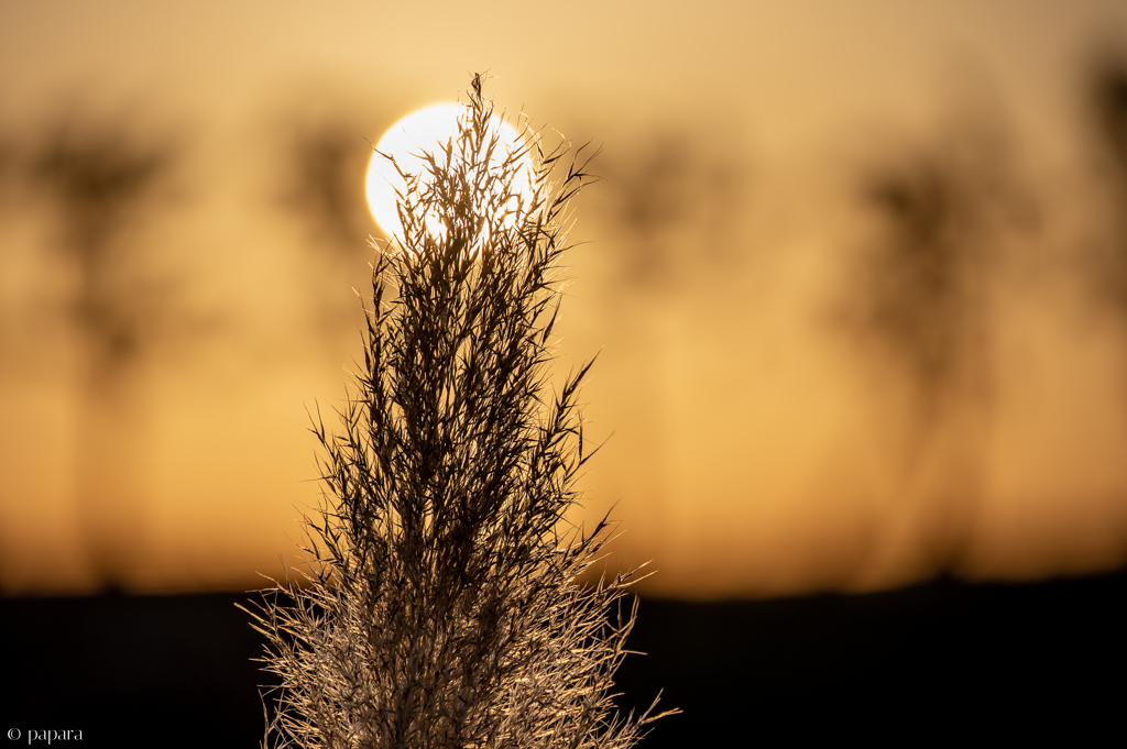 RINKU Sunset_20251021