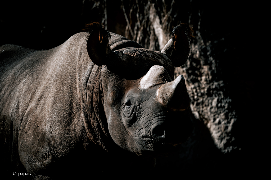 天王寺動物園からのお便り_166