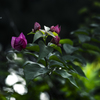 季節のお花達_65