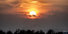RINKU Sunset_2025181