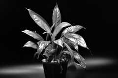 Spathiphyllum