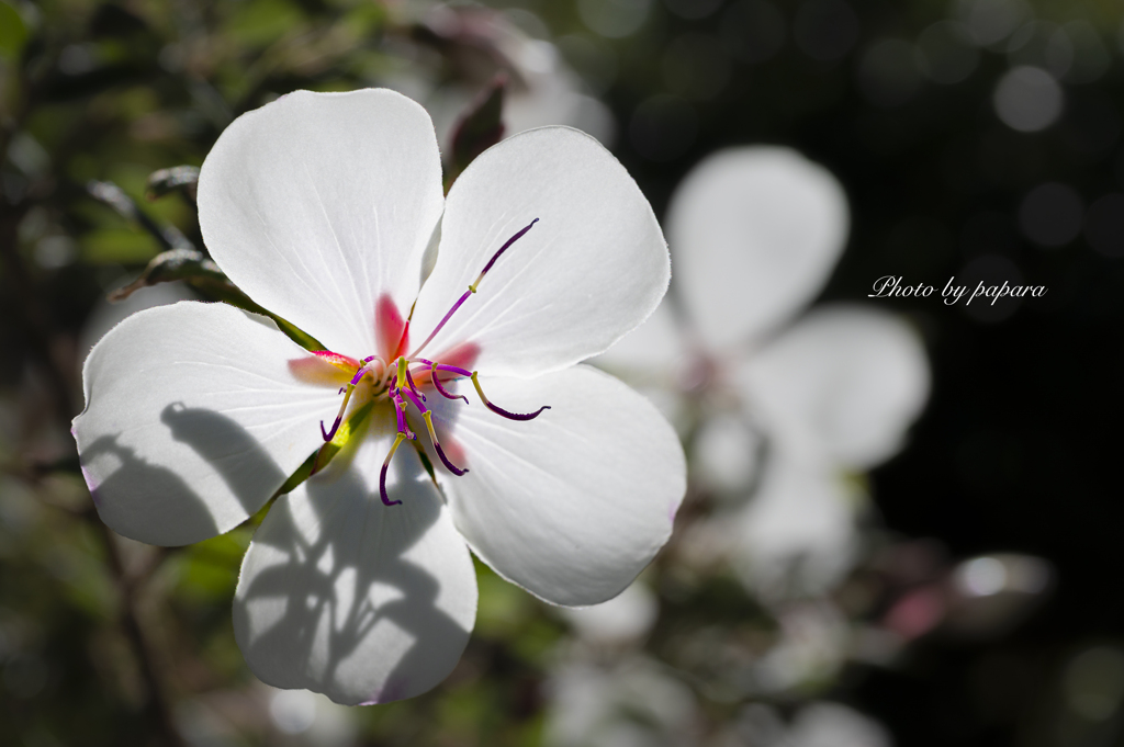 季節のお花達_92