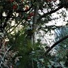 なんとなくお正月風景