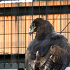 天王寺動物園からのお便り_87