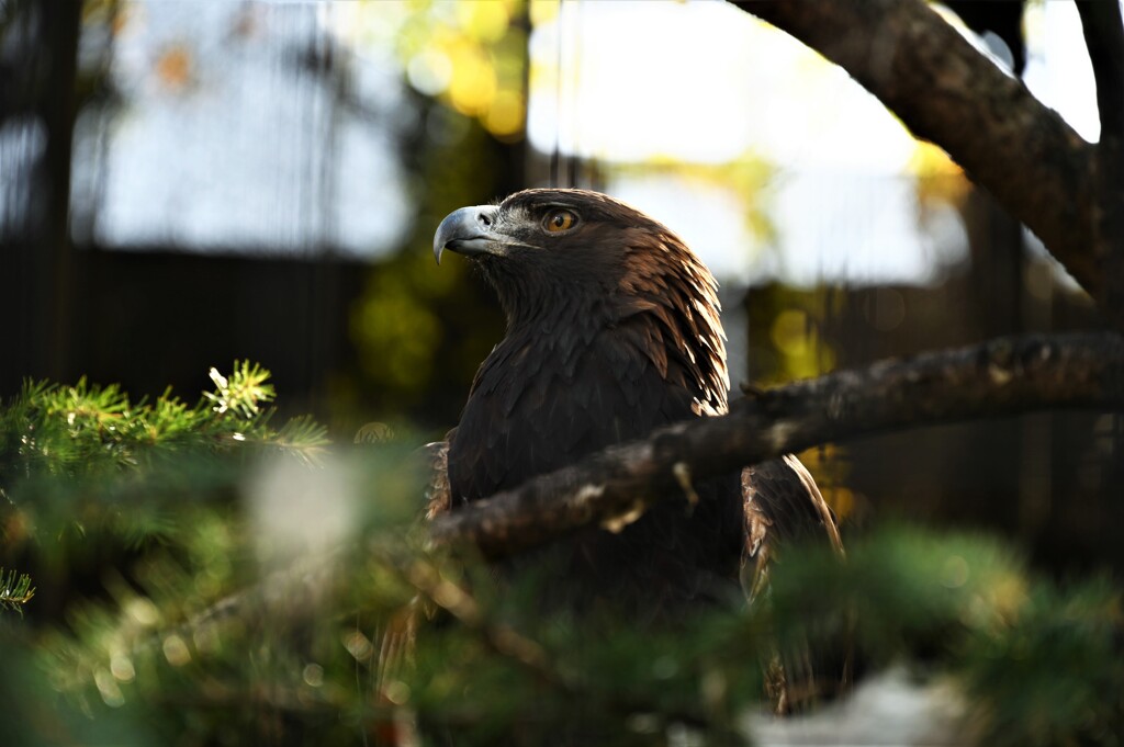 天王寺動物園からのお便り_12