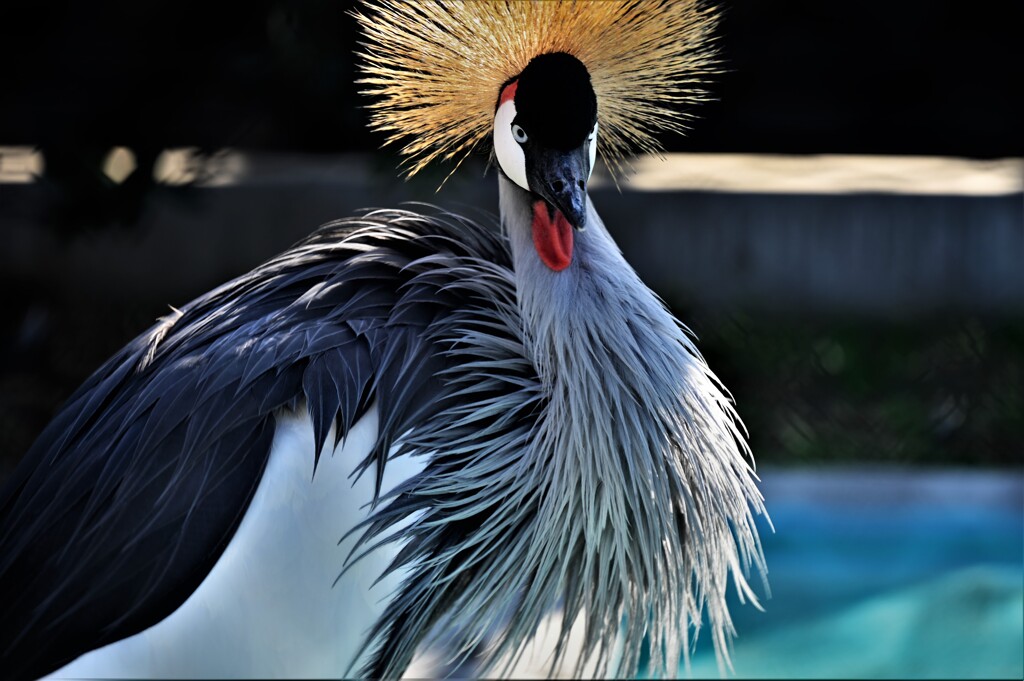 天王寺動物園からのお便り＿15