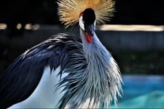 天王寺動物園からのお便り＿15