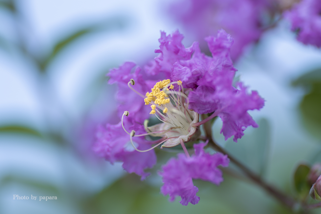 季節のお花達_172