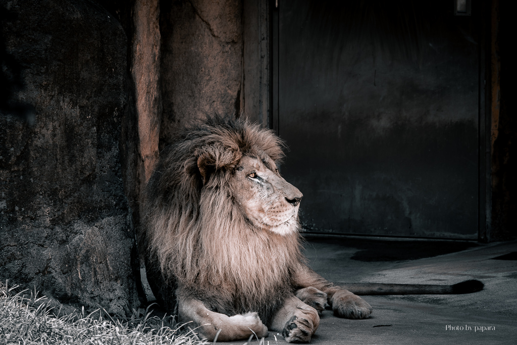 天王寺動物園からのお便り_150