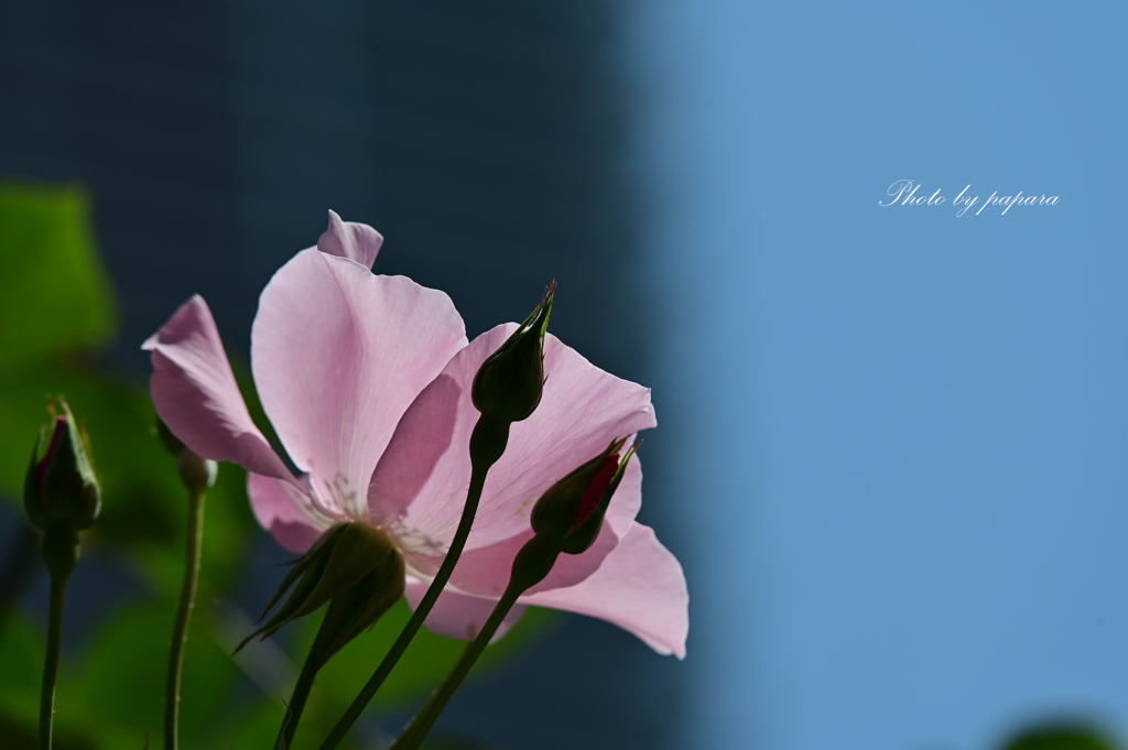 季節のお花達_29