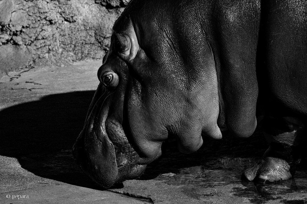 天王寺動物園からのお便り_165