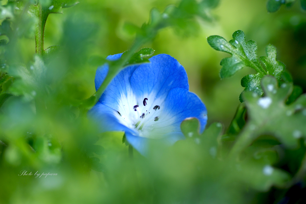 季節のお花達_03