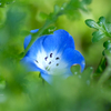 季節のお花達_03