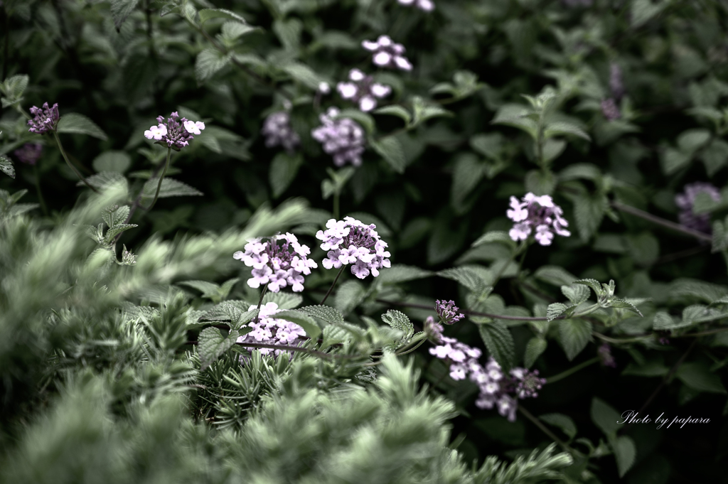季節のお花達_40
