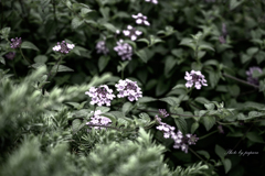 季節のお花達_40