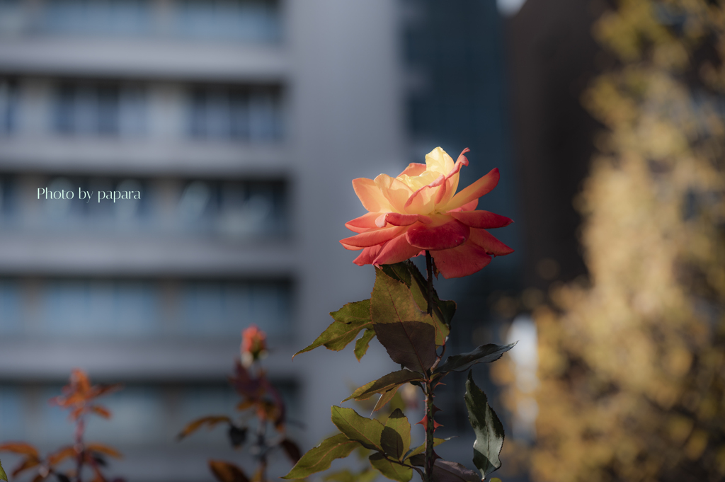 季節のお花達_105