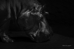 天王寺動物園からのお便り_148