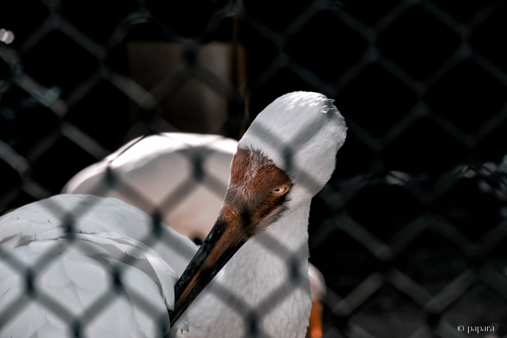 天王寺動物園からのお便り_168