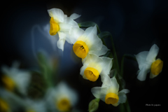季節のお花達_111