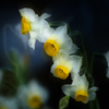季節のお花達_111