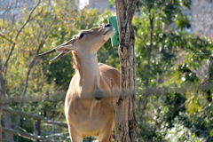 天王寺動物園からのお便り_79