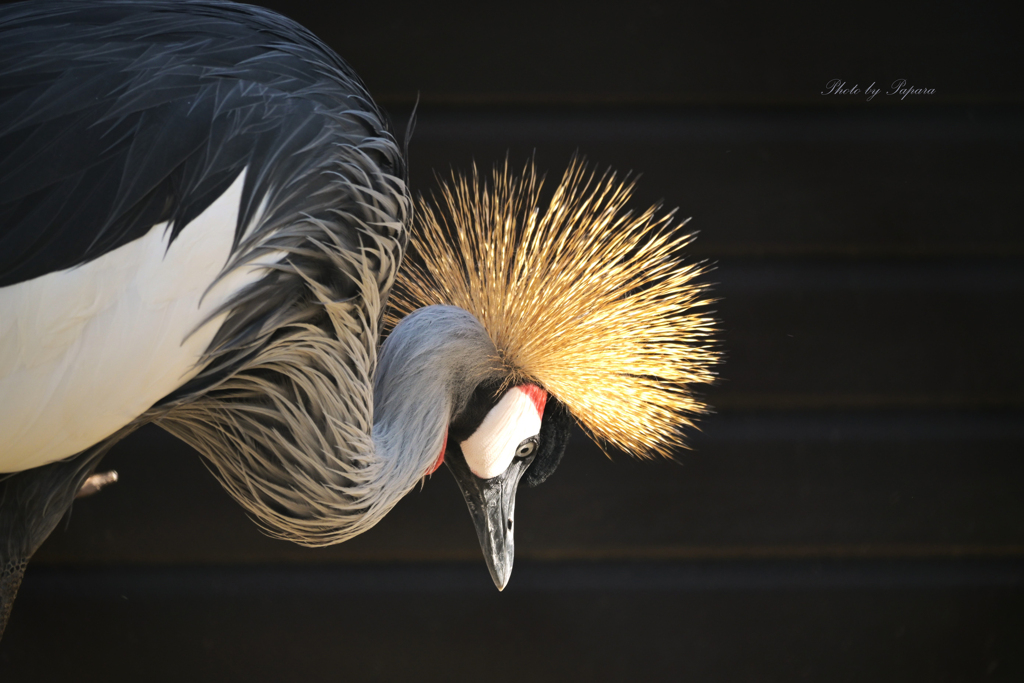 天王寺動物園からのお便り＿49