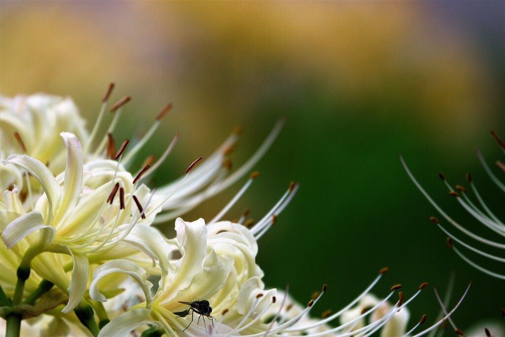 Lycoris　white