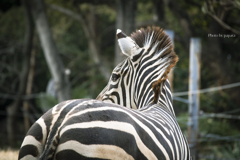 天王寺動物園からのお便り_115