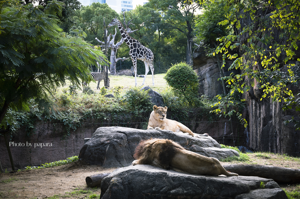 天王寺動物園からのお便り_105
