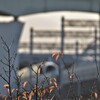 ラピートりんくう駅着