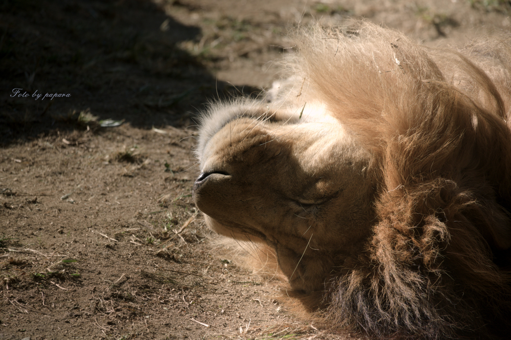 天王寺動物園からのお便り＿69