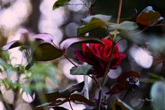 リンクウパークからのお便り_04