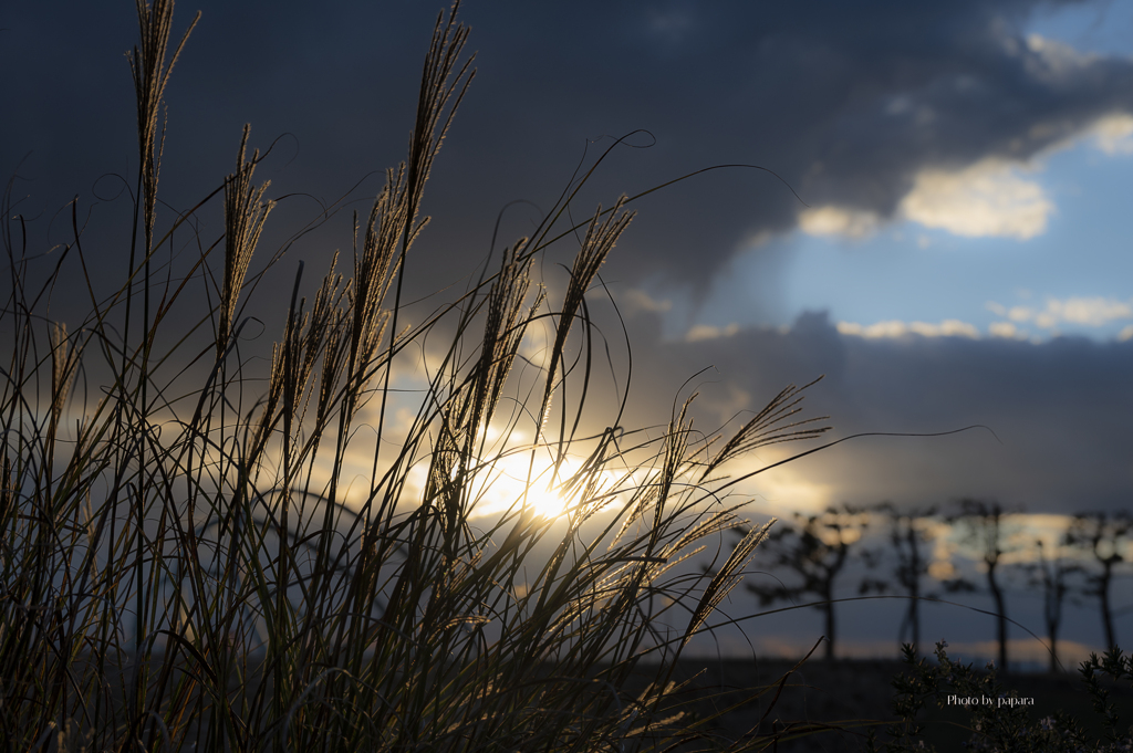 RINKU Sunset_2024367