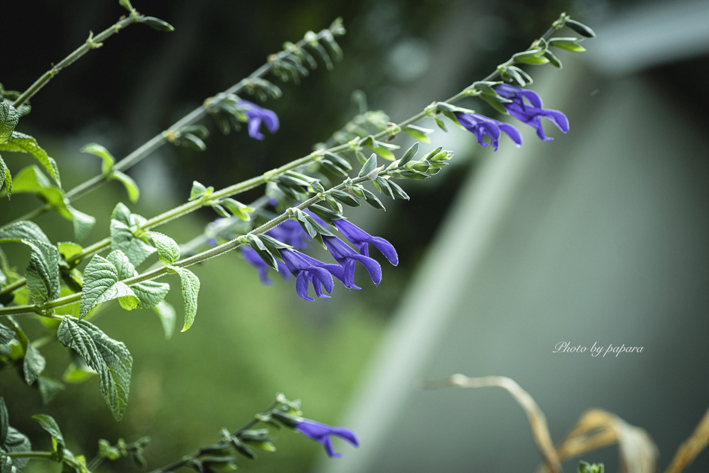 季節のお花達_73