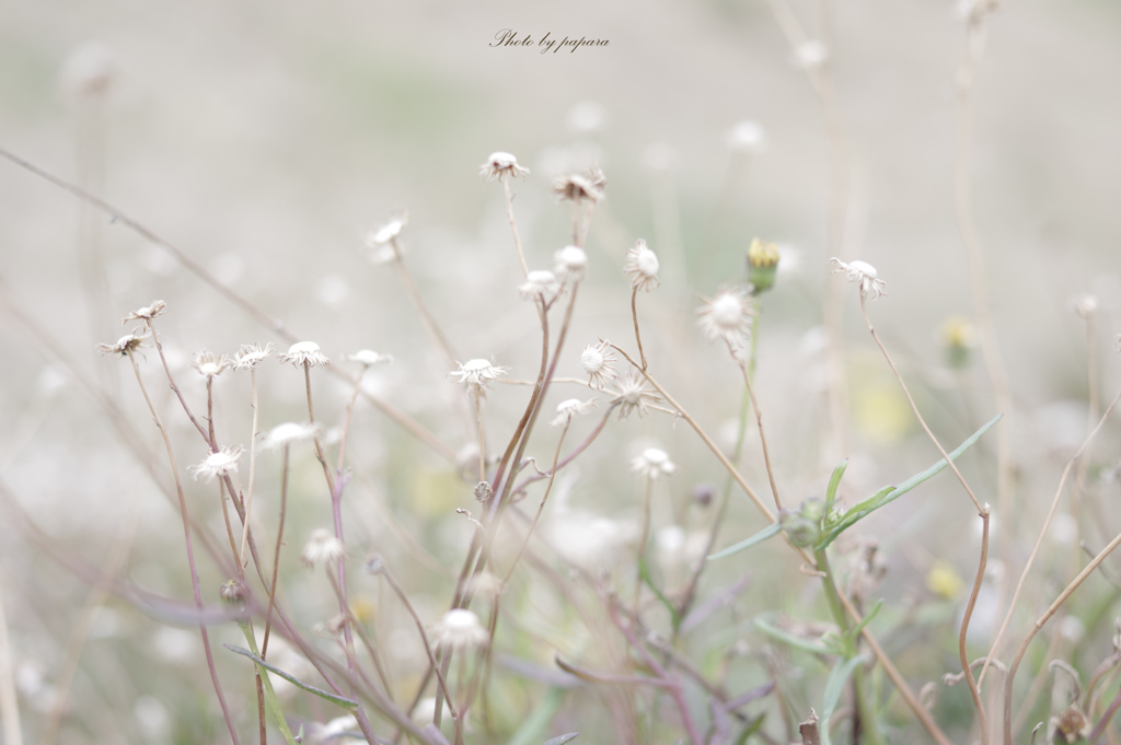 リンクウ公園のお花達_01