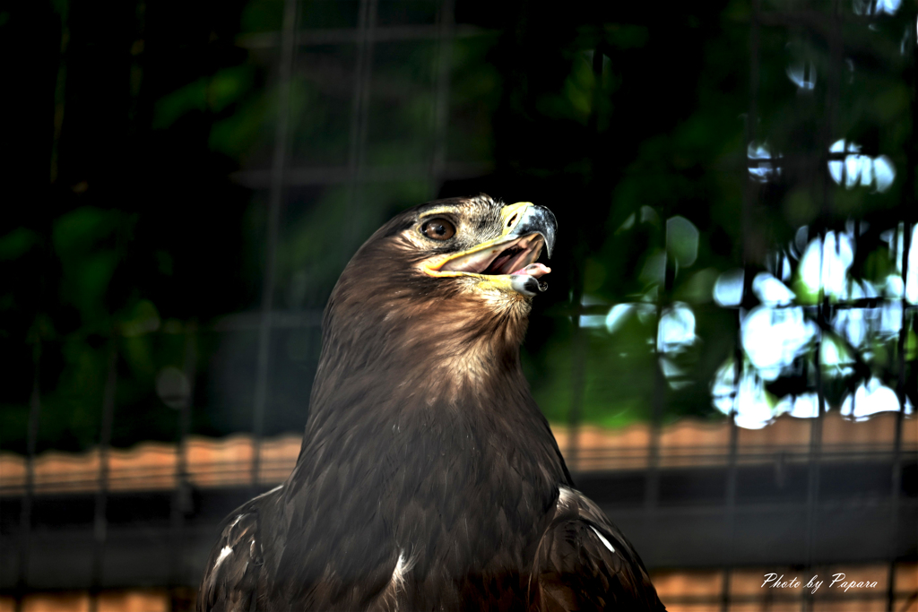 天王寺動物園からのお便り＿39