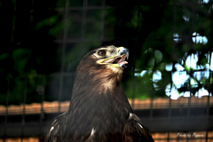 天王寺動物園からのお便り＿39