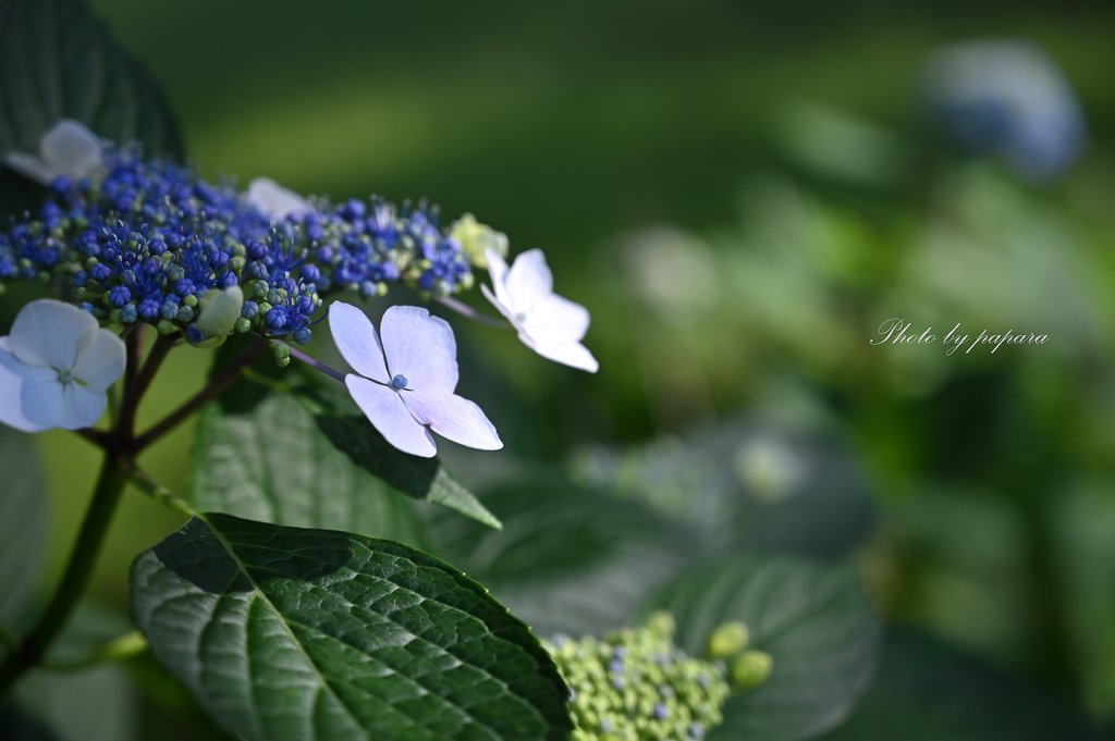 季節のお花達_31