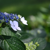 季節のお花達_31
