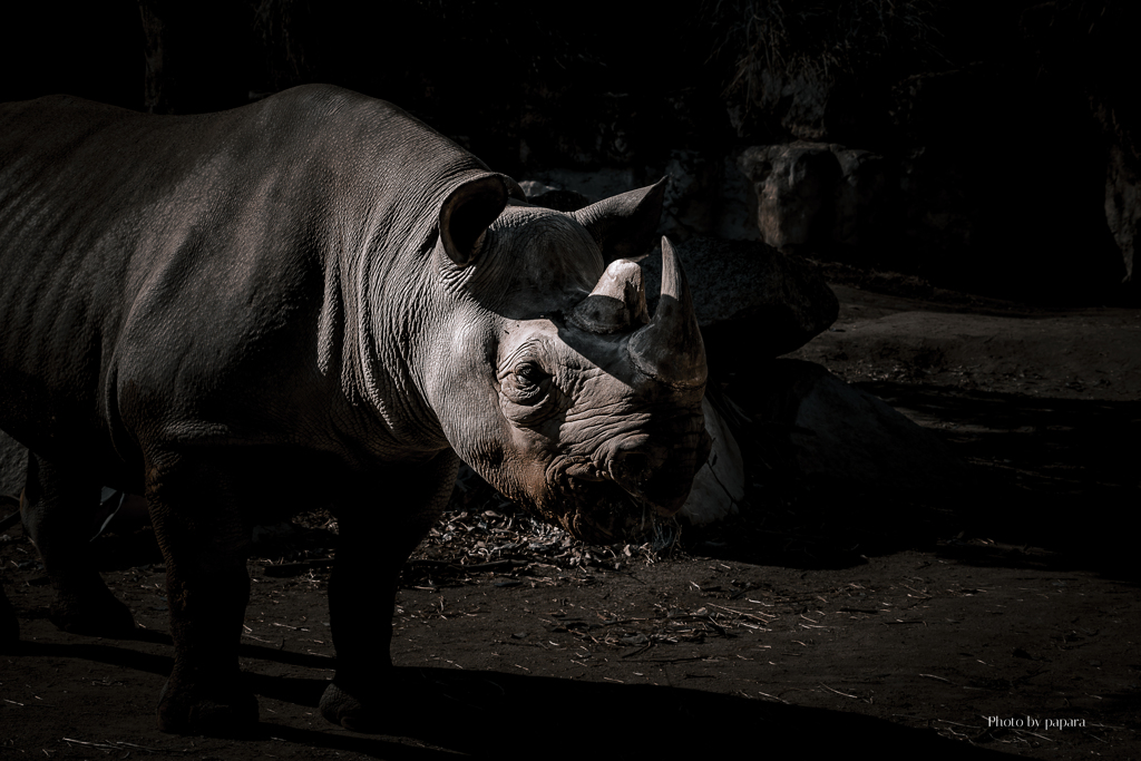 天王寺動物園からのお便り_127